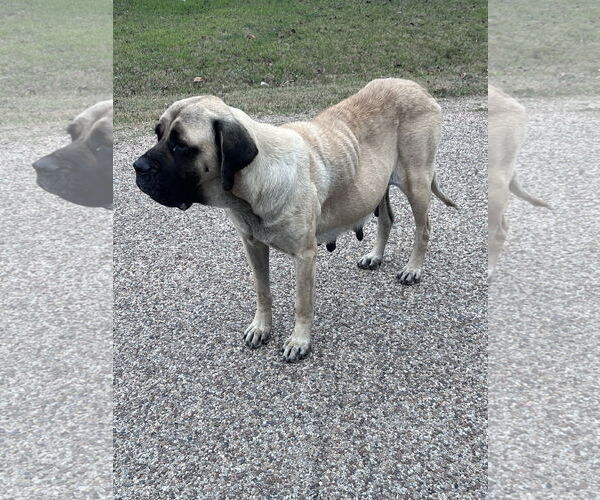 Medium Photo #3 Mastiff Puppy For Sale in Edmond, OK, USA