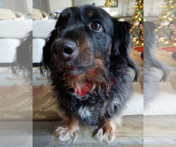 Medium Photo #1 Dachshund Puppy For Sale in Fruitland, SC, USA