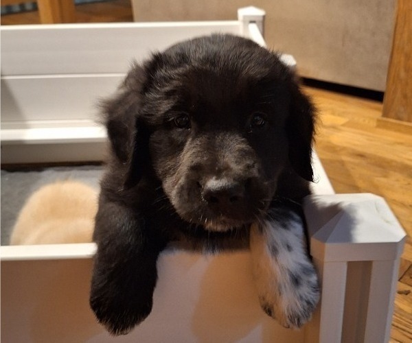 Medium Photo #3 Border Collie-Golden Retriever Mix Puppy For Sale in FAIRMONT, WV, USA