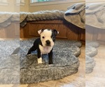 Small #2 Boston Terrier