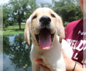 Labrador Retriever Puppy for sale in LOVELADY, TX, USA