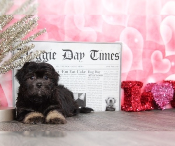 Medium Photo #5 Lhasa Apso Puppy For Sale in BEL AIR, MD, USA