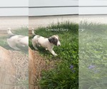 Small #14 Australian Shepherd Mix