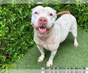American Pit Bull Terrier Dogs for adoption in West Palm Beach, FL, USA
