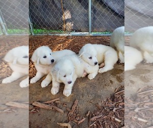 Great Pyrenees Puppy for sale in ORANGE, TX, USA