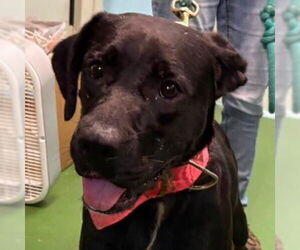 Mutt Dogs for adoption in Rustburg, VA, USA