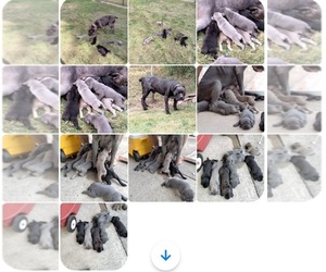 Cane Corso Puppy for sale in EUCLID, OH, USA