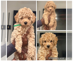 Small Poodle (Miniature)