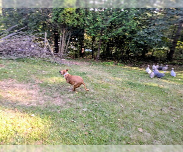 Medium Photo #5 Black Mouth Cur-Unknown Mix Puppy For Sale in Sebec, ME, USA