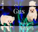 Small Photo #4 Pomeranian Puppy For Sale in AZLE, TX, USA