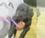 Small Photo #7 Labradoodle-Labrador Retriever Mix Puppy For Sale in CANTON, SD, USA