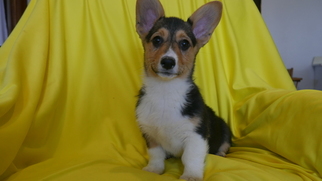 Cardigan Welsh Corgi Puppy for sale in KENSINGTON, OH, USA