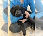 Small #2 Labradoodle