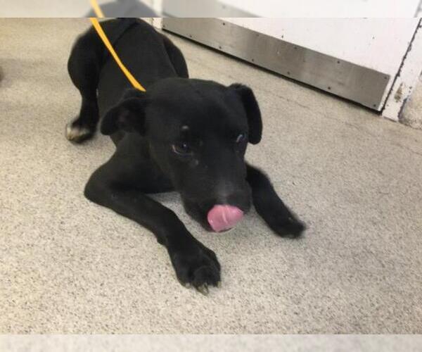 Medium Photo #1 Labrador Retriever-Unknown Mix Puppy For Sale in Riverside, CA, USA