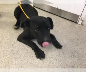 Labrador Retriever-Unknown Mix Dogs for adoption in Riverside, CA, USA