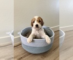 Puppy 5 Goldendoodle (Miniature)
