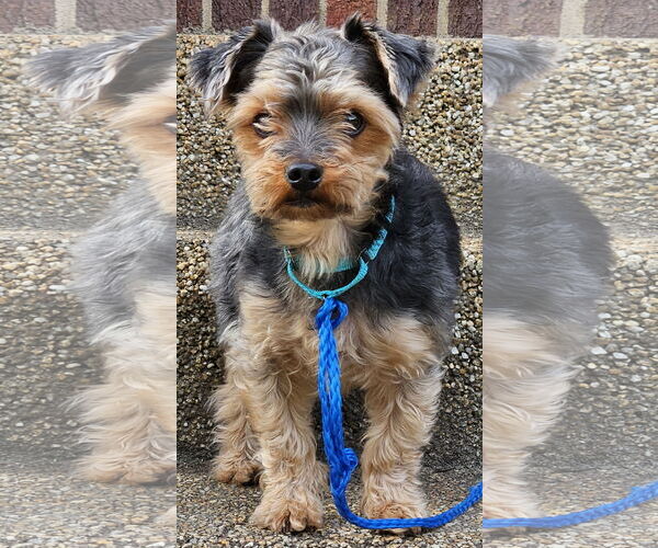 Medium Photo #10 Mutt Puppy For Sale in Arlington, VA, USA