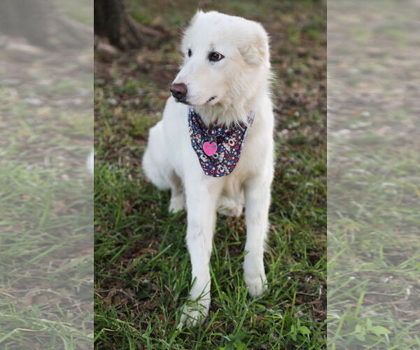Medium Photo #2 Great Pyrenees Puppy For Sale in Dallas, TX, USA