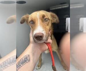 Labrador Retriever-Unknown Mix Dogs for adoption in Houston, TX, USA