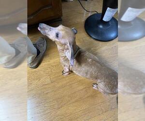 Dachshund-Unknown Mix Dogs for adoption in San Antonio, TX, USA