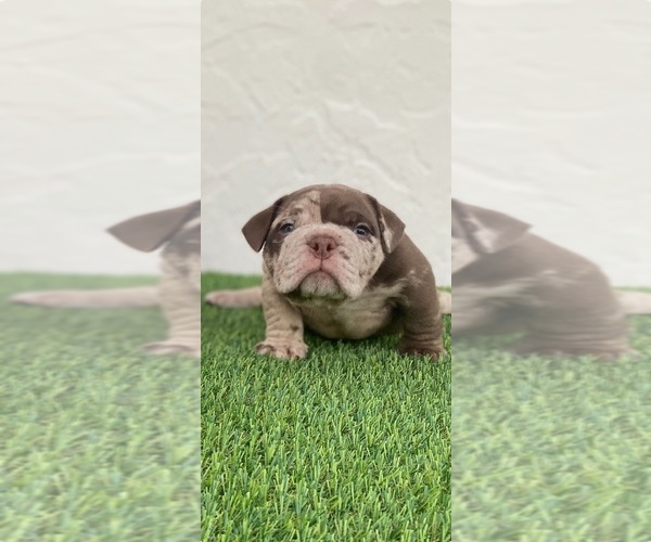 Medium Photo #2 American Bully Puppy For Sale in CITRUS HILLS, FL, USA
