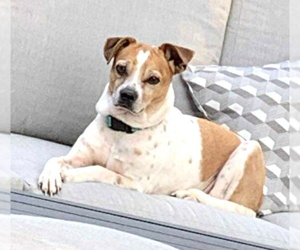 Medium Photo #12 Jack-A-Bee Puppy For Sale in Boonton, NJ, USA
