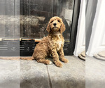 Puppy Heart Goldendoodle