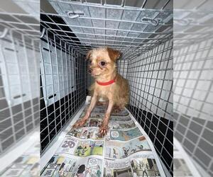 Rat Terrier-Unknown Mix Dogs for adoption in Pasadena, TX, USA