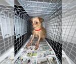Small Rat Terrier Mix