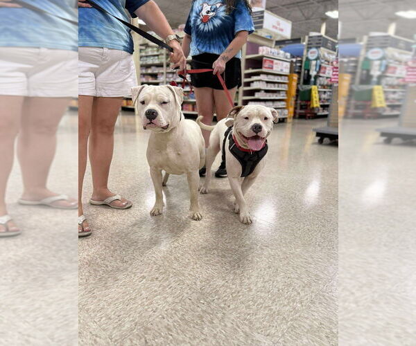 Medium Photo #7 American Pit Bull Terrier-American Staffordshire Terrier Mix Puppy For Sale in Wenonah, NJ, USA