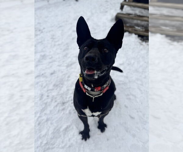 Medium Photo #2 Mutt Puppy For Sale in Elmsford, NY, USA