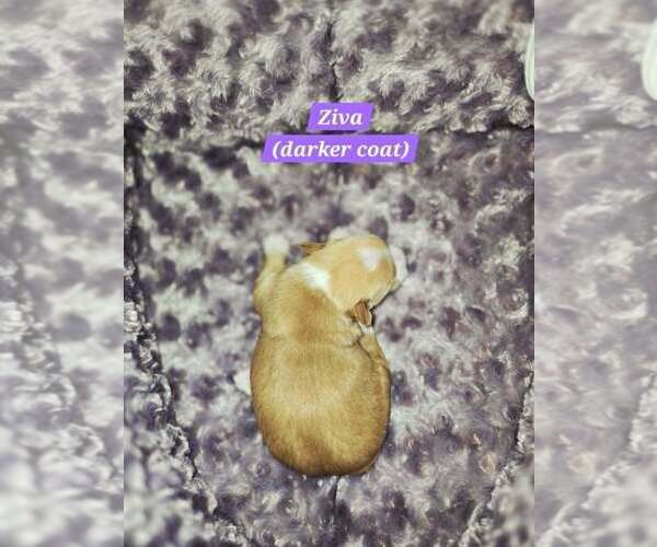 Medium Photo #3 Mal-Shi Puppy For Sale in Plantation, FL, USA