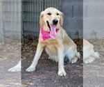 Small #1 English Setter-Golden Retriever Mix