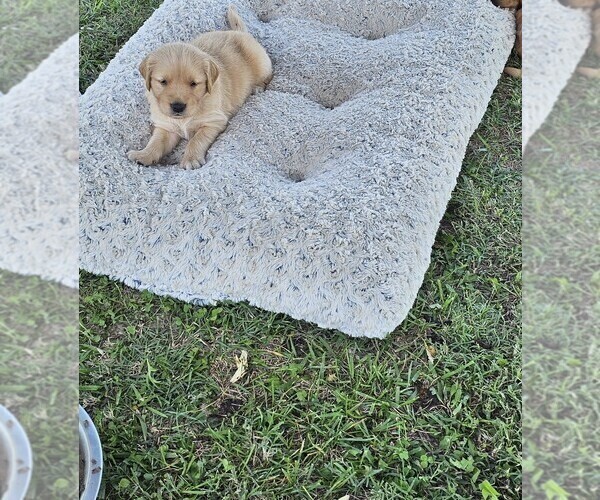 Medium Photo #4 Golden Retriever Puppy For Sale in VERONA, MO, USA