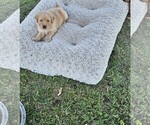 Small #3 Golden Retriever