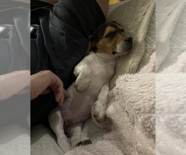 Medium Photo #4 Beagle Puppy For Sale in Brooklyn, NY, USA