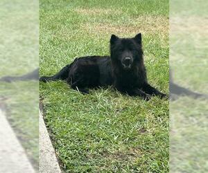 Chow Chow Dogs for adoption in Houston, TX, USA