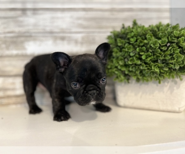 Medium Photo #3 French Bulldog Puppy For Sale in BONAIRE, GA, USA