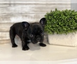 Small Photo #3 French Bulldog Puppy For Sale in BONAIRE, GA, USA