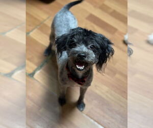 Poovanese Dogs for adoption in Phoenix, AZ, USA