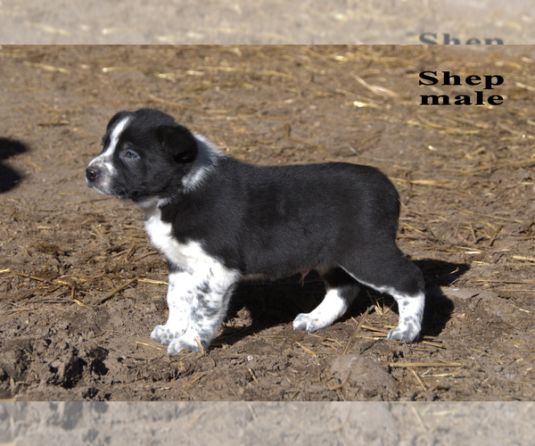 Medium Photo #7 Australian Cattle Dog-Border Collie Mix Puppy For Sale in CLARE, MI, USA