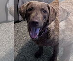 Small Chesapeake Bay Retriever