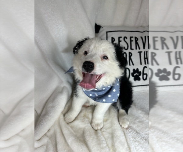 Medium Photo #4 Australian Shepherd Puppy For Sale in GREENFIELD, IN, USA