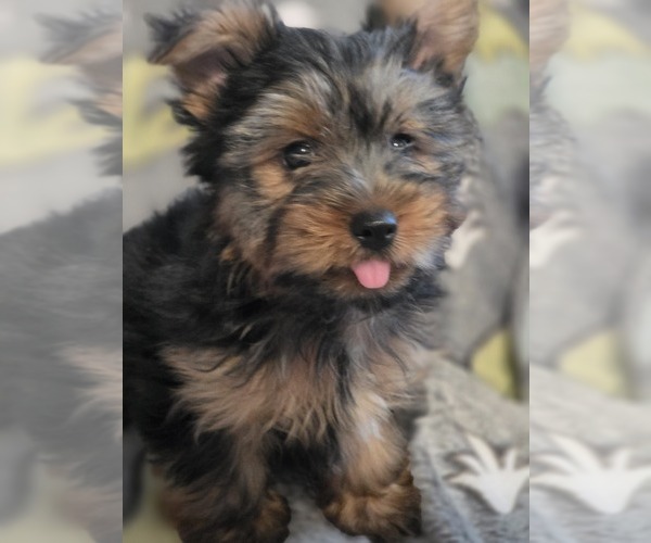 Medium Photo #17 Yorkshire Terrier Puppy For Sale in AKRON, OH, USA