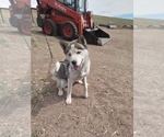 Small Photo #8 Siberian Husky Puppy For Sale in WESTCLIFFE, CO, USA
