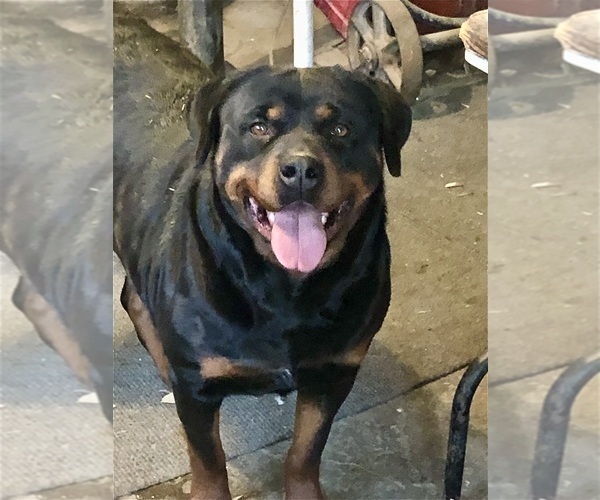 Medium Photo #17 Rottweiler Puppy For Sale in BRIGHTON, CO, USA