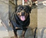 Small #16 Rottweiler