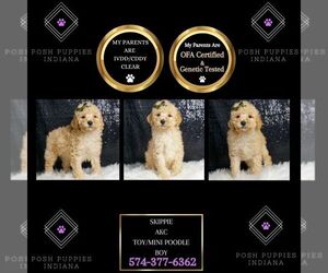 Poodle (Toy) Puppy for sale in WARSAW, IN, USA