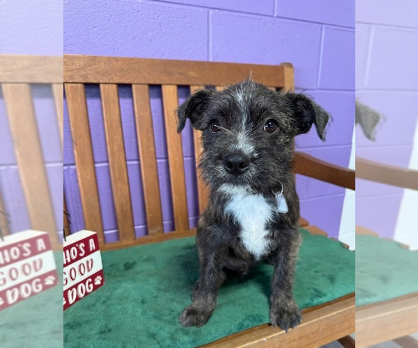 Medium Photo #2 Boston Terrier-Unknown Mix Puppy For Sale in Genesee, WI, USA