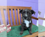 Small #1 Boston Terrier Mix